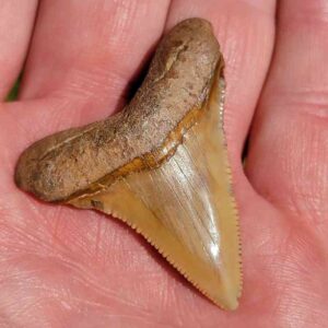 Angustiden Shark Tooth