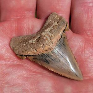 Angustiden Shark Tooth