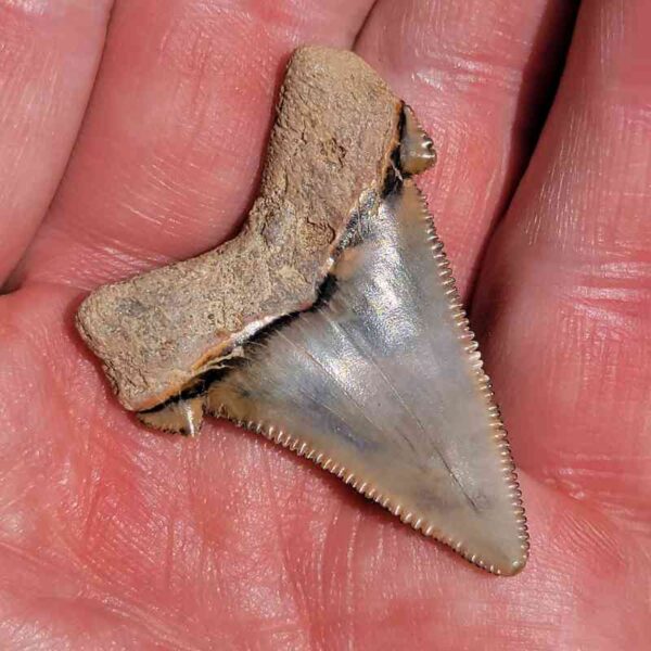 Angustiden Shark Tooth