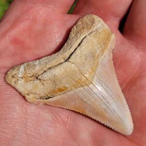 Angustiden Shark Tooth
