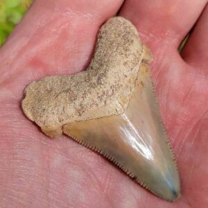 Angustiden Shark Tooth