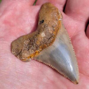 Angustiden Shark Tooth