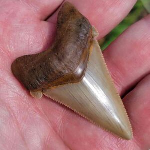 Angustiden Shark Tooth
