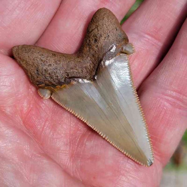 Angustiden Shark Tooth