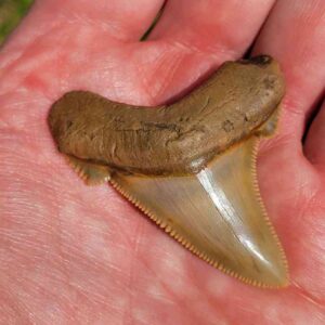 Angustiden Shark Tooth