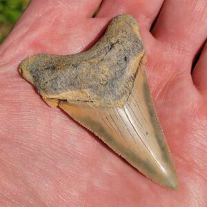 Angustiden Shark Tooth