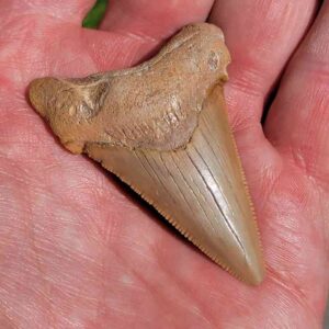 Angustiden Shark Tooth