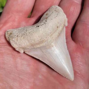 Angustiden Shark Tooth