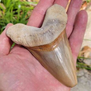 Angustiden Shark Tooth