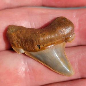Angustiden Shark Tooth