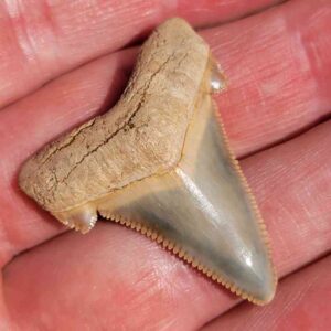 Angustiden Shark Tooth