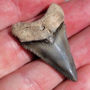 Angustiden Shark Tooth