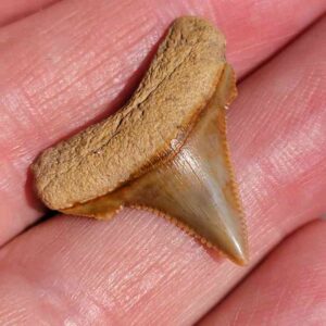 Angustiden Shark Tooth