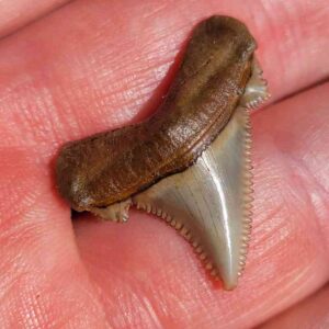 Angustiden Shark Tooth