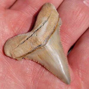 Angustiden Shark Tooth