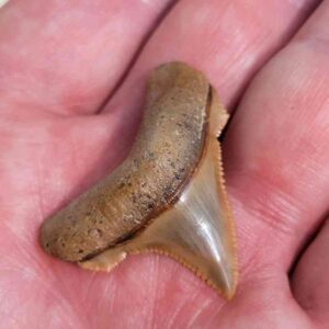 Angustiden Shark Tooth