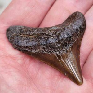 Megalodon Shark Tooth