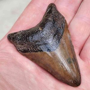 Megalodon Shark Tooth