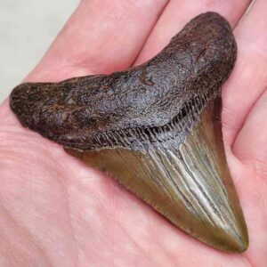 Megalodon Shark Tooth