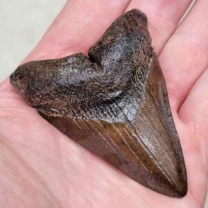 Megalodon Shark Tooth