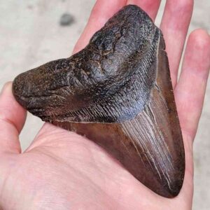 Megalodon Shark Tooth