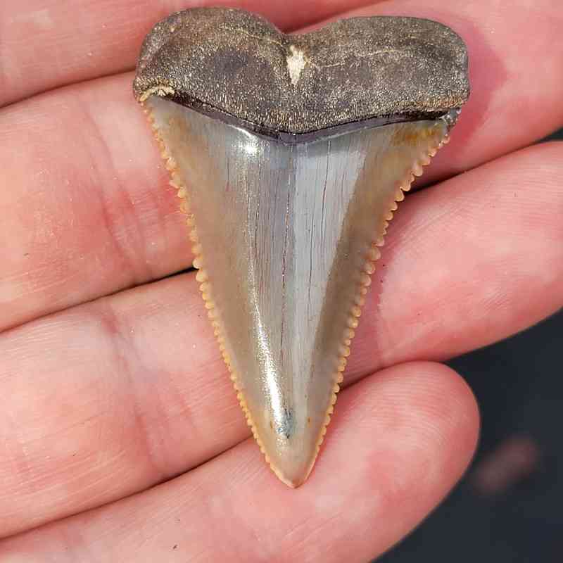 Fossil Chilean Great White Shark Tooth #10