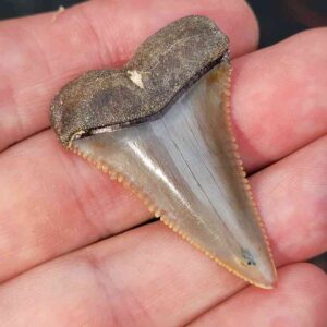 Chilean Great White Shark Tooth