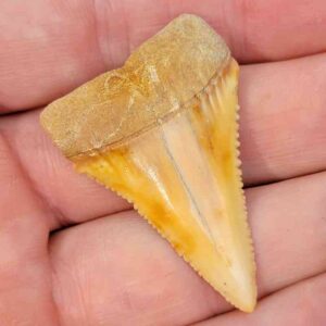 Chilean Great White Shark Tooth