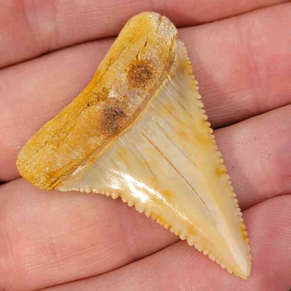 Chilean Great White Shark Tooth