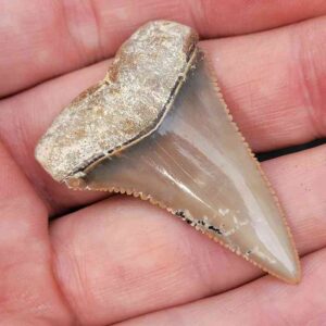 Chilean Great White Shark Tooth