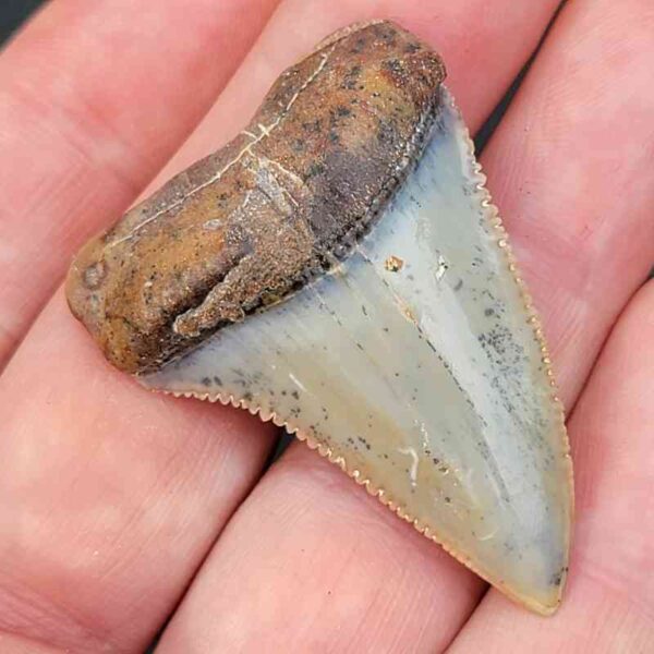Chilean Great White Shark Tooth