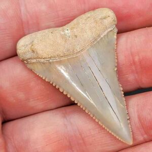 Chilean Great White Shark Tooth