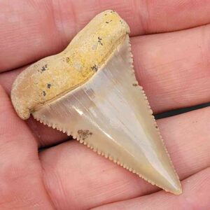 Chilean Great White Shark Tooth