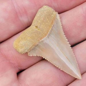 Chilean Great White Shark Tooth