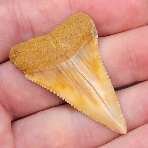 Chilean Great White Shark Tooth