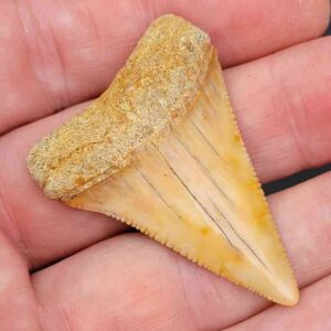 Chilean Great White Shark Tooth