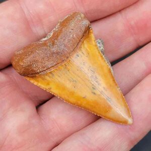 Chilean Great White Shark Tooth