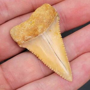 Chilean Great White Shark Tooth