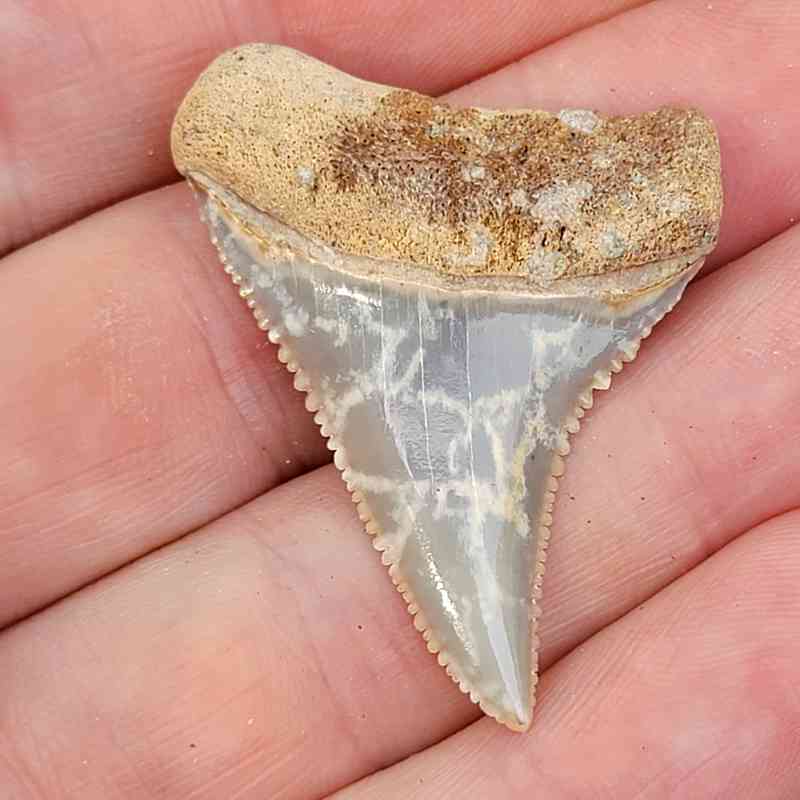 Fossil Chilean Great White Shark Tooth #23