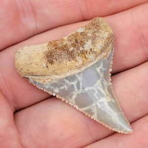 Chilean Great White Shark Tooth
