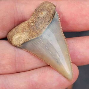 Chilean Great White Shark Tooth