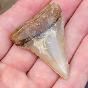 Chilean Great White Shark Tooth
