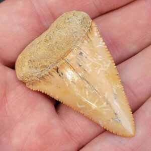 Chilean Great White Shark Tooth