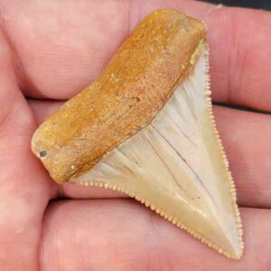 Chilean Great White Shark Tooth