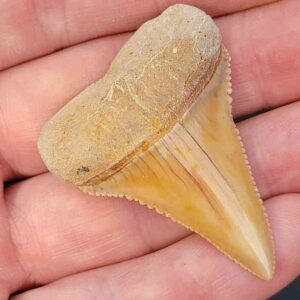 Chilean Great White Shark Tooth