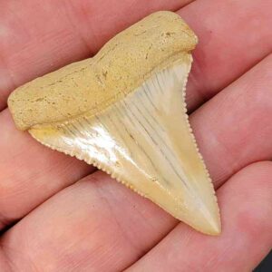 Chilean Great White Shark Tooth