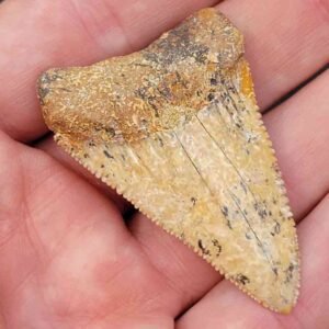 Chilean Great White Shark Tooth