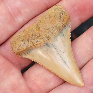 Chilean Great White Shark Tooth