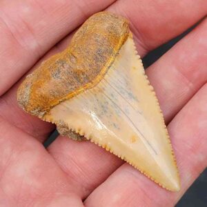 Chilean Great White Shark Tooth