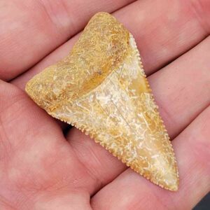 Chilean Great White Shark Tooth